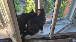 Hanging Out With My Kitties.