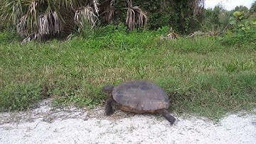 Gopher Tortoise a Fire Dependent Species