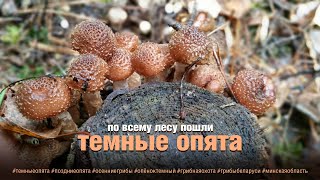 видео: ТЕМНЫЕ ОПЯТА пошли по всему лесу! картинка: ТЕМНЫЕ ОПЯТА пошли по всему лесу!
