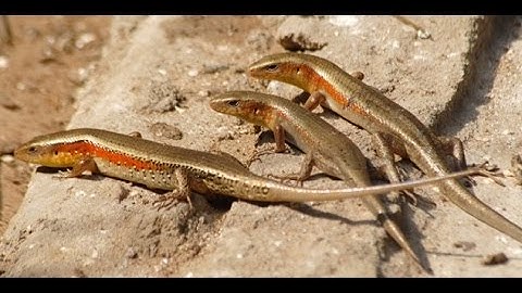 Làm bẫy Rắn mối và Tắc Kè bông ( Lizard trap and Gekco trap)