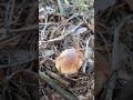 Білого гриба - ніде нема