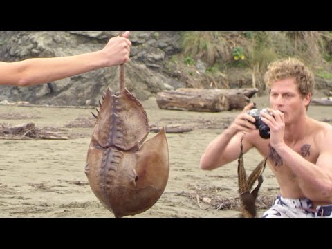 サメの時代は終わった!? 突然変異で生まれた人喰いカブトガニが引き起こす人類滅亡の危機