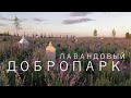 Лавандовое поле под Киевом | "Добропарк" на закате