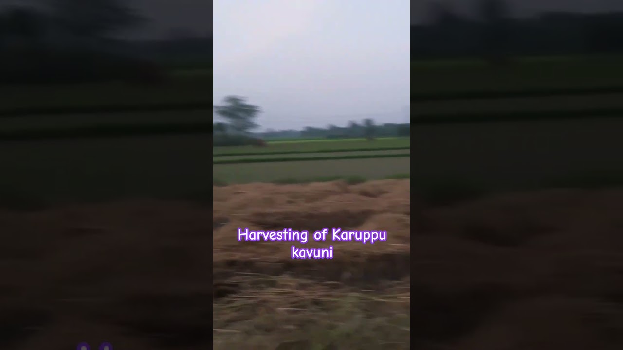 KaruppuKavuni rice improves heart health,anti inflammatory effects etc| 