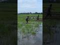 PCP Fun #gbpuat #pantnagar #paddy #fun #freinds #mud #fight #music #bhojpuri #song #bhojpurisong