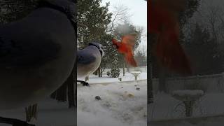 Blue jay vs Cardinal. 💥🤺 #birds #bluejays #cardinals #asmr
