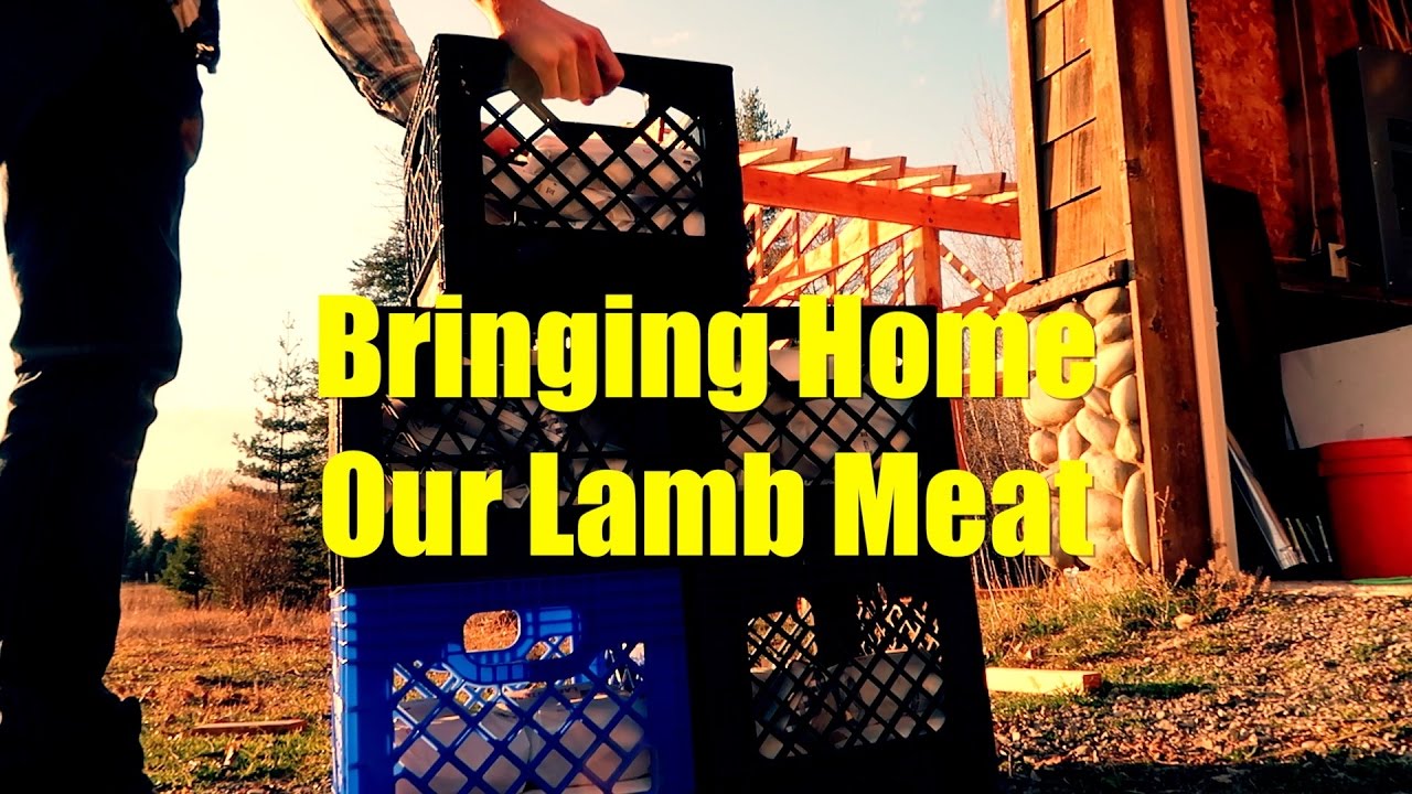 Bringing Home Our Lamb Meat - YouTube