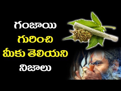 Unknown Facts About Marijuana (గంజాయి) || Unveil Facts || గంజాయి గురించి మీకు తెలియని నిజాలు