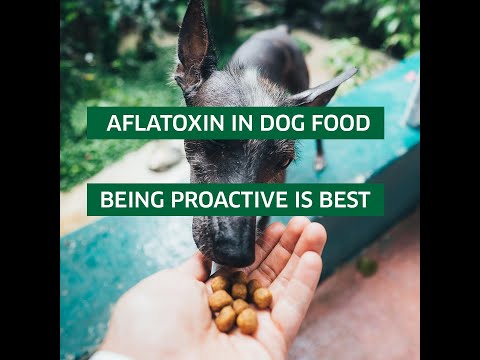 वीडियो: एफ्लाटॉक्सिन - एक अन्य संभावित खाद्य संदूषक - पोषण सोने की डली कुत्ता
