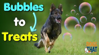 Transfer Of Value In Dog Training: Bubbles To Treats For German Shepherd Retrieve Case Study