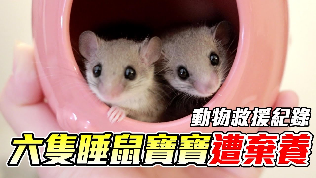 中途日記 睡鼠豪華新家開箱 一起來認養睡鼠吧 維特 9 Youtube 中途日記 睡鼠豪華新家開箱 一起來認養睡鼠吧 維特 9 Youtube