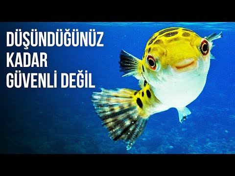 Dünyanın En Zehirli Su Altı Canlıları