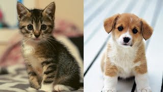 the funniest dog cat popular pets videos 79 || cute animals 79 || baby animals 79||funny video