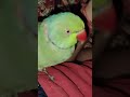 Mummy bolne bala parrot   telking parrot 