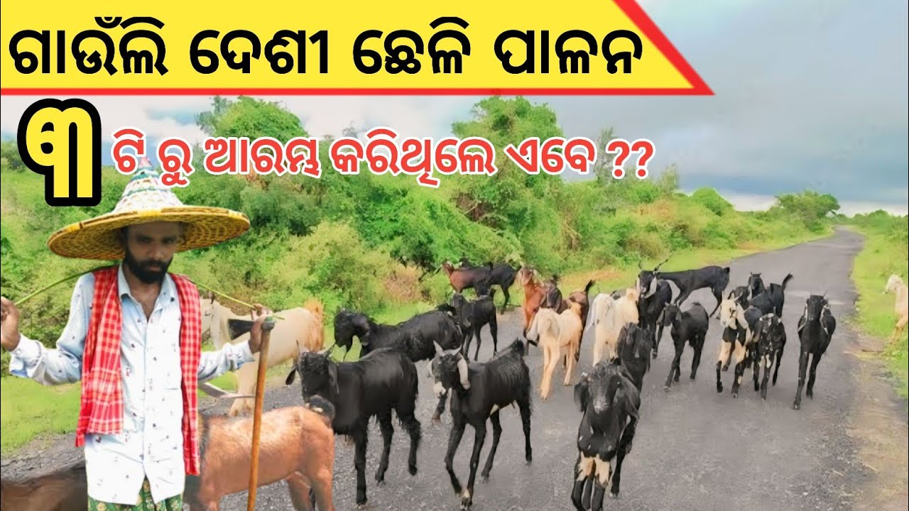 ଗାଉଁଲି ଦେଶି ଛେଳି ପାଳନ //How to start desi goat farm in village @VeenuGopalVlog