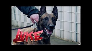 Luke tests police dogs