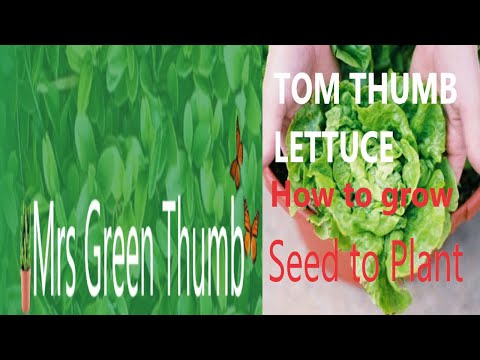 วีดีโอ: Tom Thumb Lettuce Plants: อย่างไรและเมื่อไหร่ที่จะปลูกเมล็ดพันธุ์ Tom Thumb Lettuce