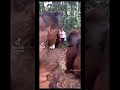 Nle choppa vs orangutan   fyp nlechoppa monkey orangutans toofunny ytshorts