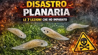 Planaria Disaster: 7 Lessons I Learned