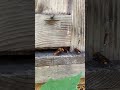 Giant hornets are trying to occupy the beehive #gianthornet #beekeeping #hornets