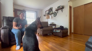 Counter Conditioning Resource Guarding W/ Other Dogs