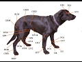 Acupressure For Common Dog Health Problems