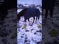 Februar 2018 - Capi im Schnee und beim Filmdreh! - Teil 3 von 4 Februar 2018 - Capi im Schnee und beim Filmdreh! - Teil 3 von 4