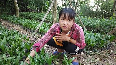 Chia sẻ phương pháp trồng và cách chăm sóc cây cau lùn