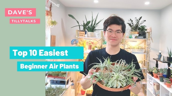Unboxing Air Plants from EXOTENHERZ 