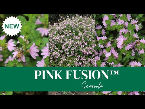 Видео: Scaevola Fan Flower - Как да отглеждате цветя от фея