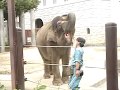 飼育員さんにおやつを貰う20歳ふくちゃん 2018.5.27