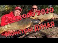 Рыбалка г. Вилково р. Дунай 2020. Трофейная рыбалка на дикаре