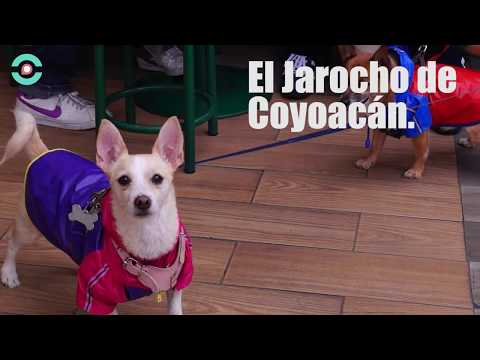 Café El Jarocho | Conóceme