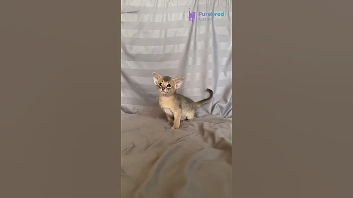 Watch the video about Meet Selene – The Mesmerizing Blue Abyssinian Kitten That Will Steal Your Heart! 💙✨ #AbyssinianMagic