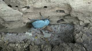 Maryland Day 2024: Insect Petting Zoo