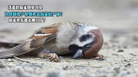 麻雀的寿命很短为何我们却很少见到它们的尸体麻雀死后去哪了 - 天天要闻