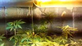 Querkle & Purple Kush Pt1
