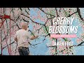 Damien hirst  cerisiers en fleurs   le film documentaire