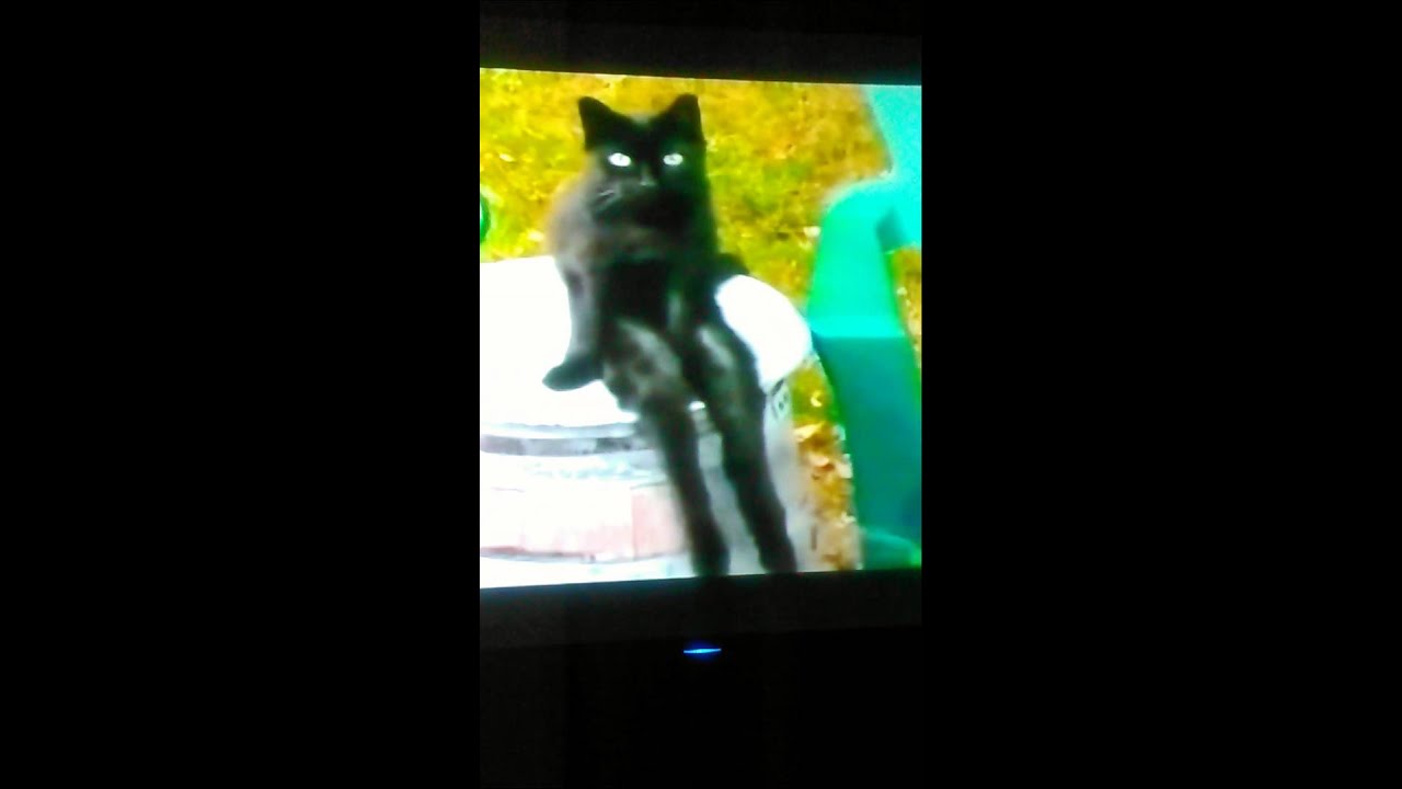FEMALE CAT HUMOROUS 