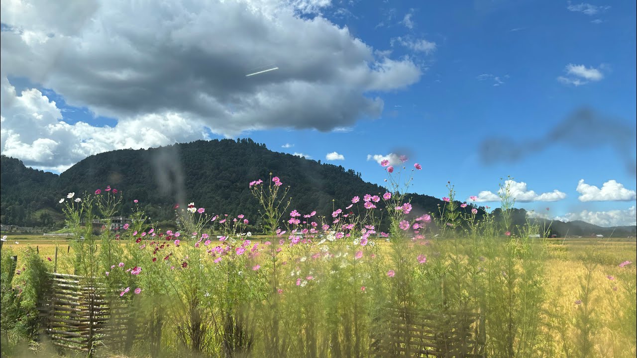 Ziro music festival 2025 / Day:1 ⋆｡‧˚ʚ🍓ɞ˚‧｡⋆