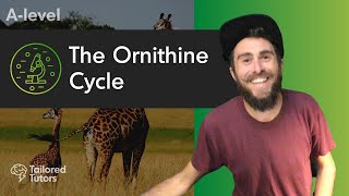 The Ornithine Cycle | A Level Biology | OCR