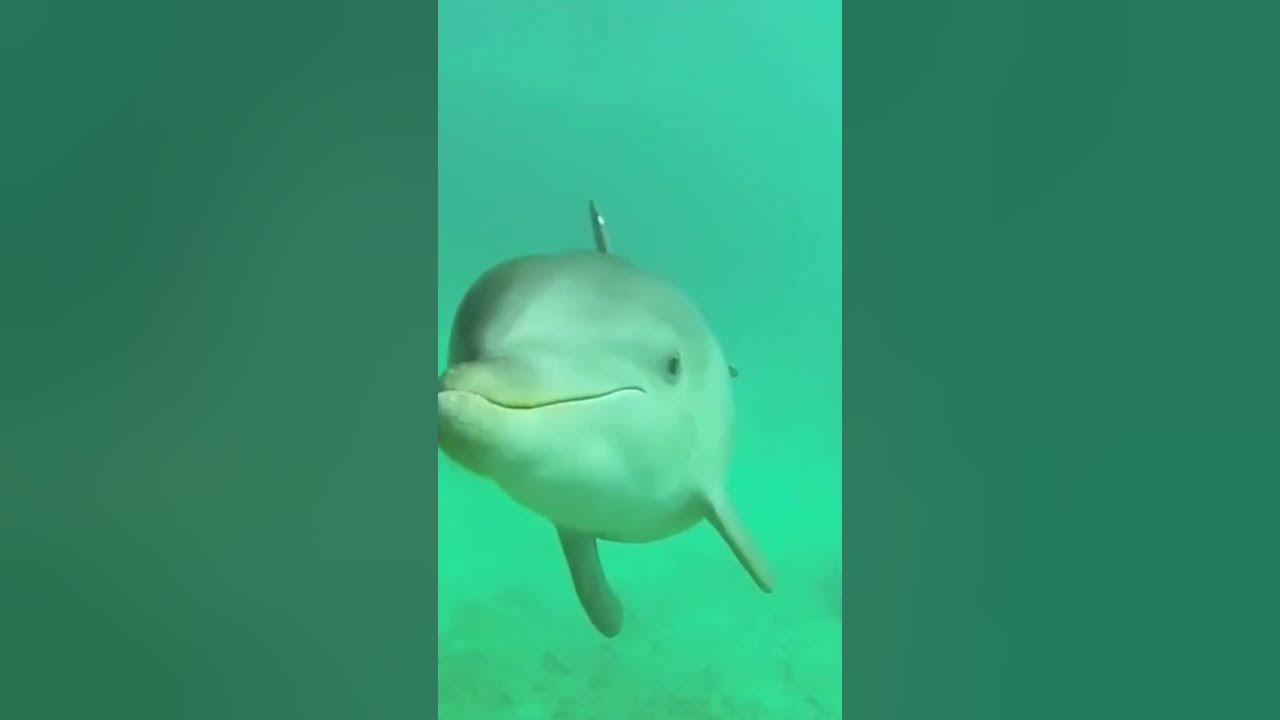 Are dolphins smarter than humans? l Mrİnfo - YouTube