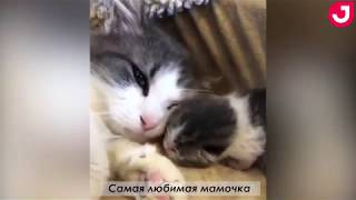 Подборка видео с животными 2018 от Joinfo: самые забавные и милые животные Подборка видео с животными 2018 от Joinfo: самые забавные и милые животные