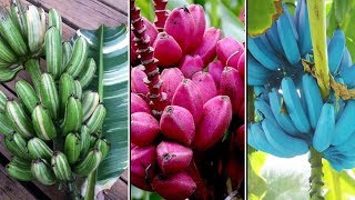 Different Types of Bananas | Pink Banana, Blue Java Banana, Musa Praying Hands