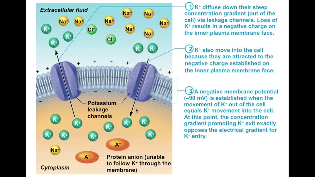 They are attracted. Манисексуал. They are attracted. Young people travelling. Мужчина в окружении красивых девушек.