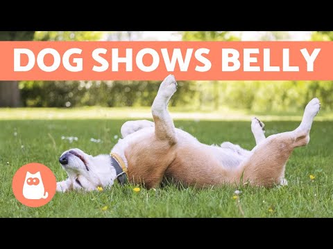 Why Does My DOG Expose Their BELLY? 🐶 5 Reasons!