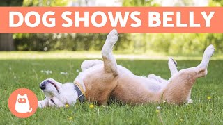 Why Does My DOG Expose Their BELLY?  5 Reasons!