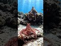 An Octopus Moving Through the Reef Feels Almost Unreal 🐙🌊