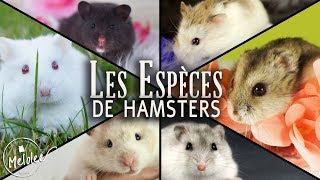 Les ESPECES de HAMSTERS domestiques (récap)