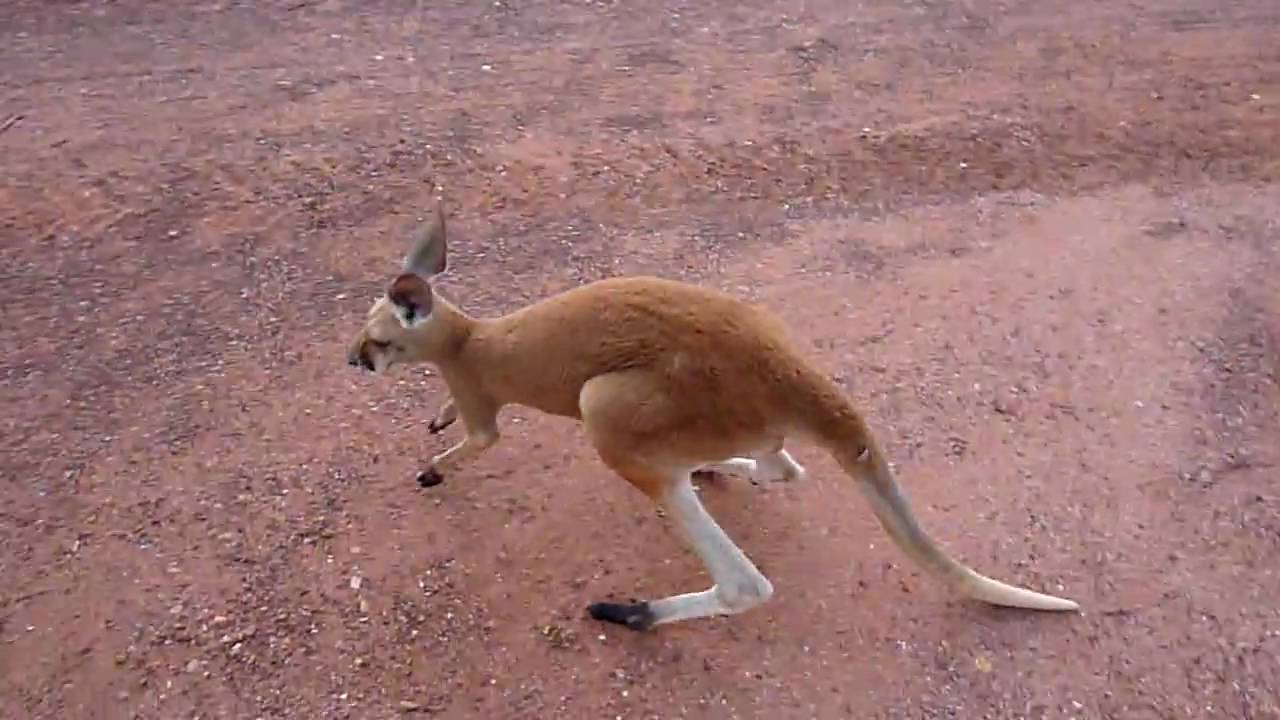 Kangaroo in Port Smith
